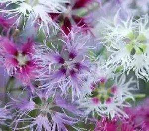 30+ Dianthus Carnation Superbus Spooky Flower Seeds Mix / Perennial