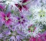 30+ Dianthus Carnation Superbus Spooky Flower Seeds Mix / Perennial