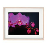 Floral Wall Art, Orchid Flower Print, Boho Bedroom Botanical, Nature Photography, Dark Academia Decor, Gift for Mom