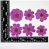 12PCS Real Pressed Dry dyed purple Garden Cosmos flower for art, craft FSS59 #11