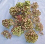 Hydrangea, Natural Dried Small Flowers, 15+, from Our Indiana Homestead Gardens