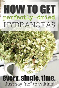 How to Dry Hydrangeas Perfectly Every Time Flower Delivery