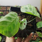Bouture enracin¡§? Maranta Leuconeura(plante de pri¡§¡§re)