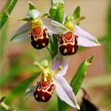 Amazing ! Arachnites apifera > bee orchid > 1 healthy flowering size bulb