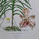 1897 Vanda Tricolor - Orchid. Antique Botanical Print. Edward Step. Flower illustration. South East Asia plant.