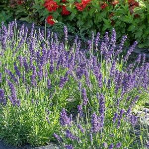 Blue Spear Lavender- 8/15/50 Seeds - Lavandula angustifolia - Open-Pollinated, Non-Hybrid & Non-GMO - Heirloom Canada Flower Seeds