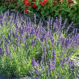 Blue Spear Lavender- 8/15/50 Seeds - Lavandula angustifolia - Open-Pollinated, Non-Hybrid & Non-GMO - Heirloom Canada Flower Seeds