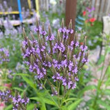 Blue Vervain, 100 seeds from 2022