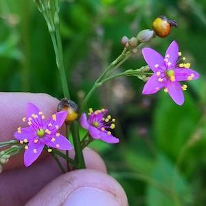 Fame Flower Seeds - Jewels of Opar - Talinum paniculatum - Cut flower & nutritious vegetable