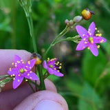 Fame Flower Seeds - Jewels of Opar - Talinum paniculatum - Cut flower & nutritious vegetable