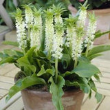 Eucomis Autumnalis 8 Seeds, South African Pineapple Lily Medicinal Plants