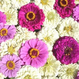 Blueberry Cheesecake Zinnia Flower Seeds - Open-Pollinated for Seed Saving - Non-Hybrid & Non-GMO - Heirloom Canada Flower Seeds