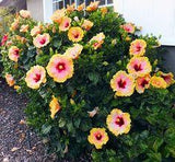 How to Grow Hibiscus ?? Bees and Roses. Gardening tips and hacks. Flower Delivery