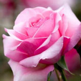 Rose Bouquet Fragrance Oil - Candles - Soap - Skin & Hair Care