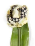 MACKENZIE CHILDS FLOWER STEM "PARROT TULIP ~ YELLOW" FLORAL NEW * New