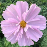 Pink Fizz COSMOS SEEDS cut flower bouquet florist wedding bouquet from Urban Food forest/garden