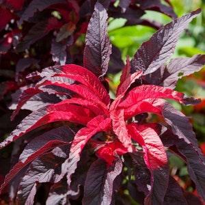 Early Splendor Amaranth - Amaranthus tricolor - Rare 'Plant' Seeds - Josephs Coat, Red-Pink, Tampala, Radiant Amaranth, Aurora Amaranth