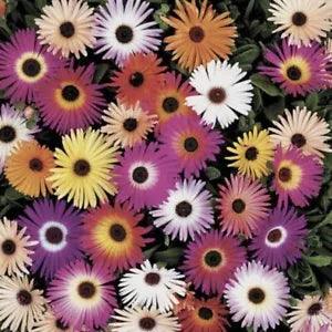 75 Ice Plant Livingstone Daisy, Mixed Colors