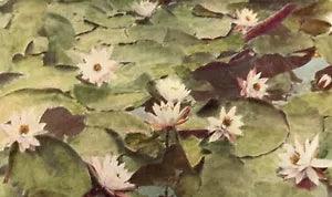 Sweet-scented White Water Lily (Castalia odorata)