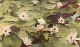 Sweet-scented White Water Lily (Castalia odorata)