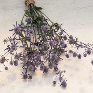 Blue Glitter Eryngium Sea Holly Seeds cut flowers bouquet florist special interest from Urban Food Forest