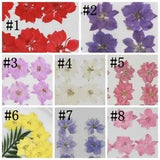 12PCS real Pressed Flower, 8 natural colors available for art craft FHT01