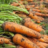 50 Seeds- Carrot Amsterdam Forcing 3 Seeds-- DAUCUS CAROTA-Z021
