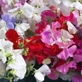 Sweet pea royal family mix Seeds Non-GMO, Open Pollinated, Heirloom for Hydroponics, Aquaponics, Soil, Raised Bed, Indoor, Outdoors, in pots