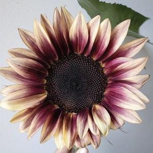 10 seeds ProCut Plum Sunflower