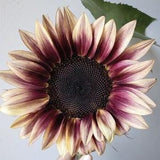 10 seeds ProCut Plum Sunflower