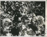 Press Photo Tecolote giant ranunculus flower Inch- RSA31891
