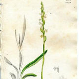 Sowerby Original Antique 1840 Hand coloured Engraving   Vintage Botanical Print from English Botany   Orchid print   Neottia Orchid  1212