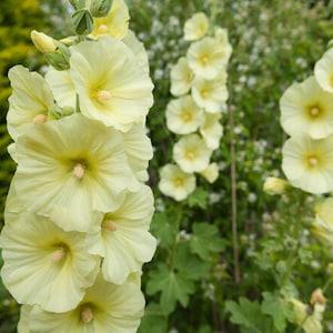 25 seeds, YELLOW HOLLYHOCK Flower, perennial