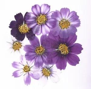 5pcs 4-7cm Dried Pressed Purple Cosmos Bipinnata Cav.