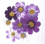 5pcs 4-7cm Dried Pressed Purple Cosmos Bipinnata Cav.