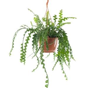 Epiphyllum anguliger / 10 seeds (fishbone cactus, zig zag cactus)