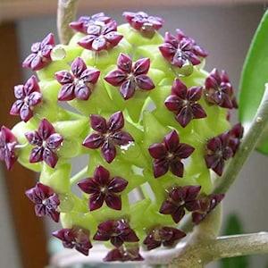 50 Hoya Star Canossa Flower seed  Rare  Nice Home, Patio Plant Easy and fun to grow Limited supply  Order Now