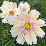 20 seeds Watercolor Apricot Lemonade Cosmos, Organic