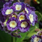 PRIMROSE Primula Pubescens, Shade Perennial, 5 Seeds