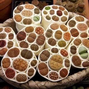 Lithops | Lithops Karasmontana Succulent Seeds