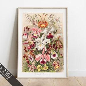 Vintage Orchid Print, Antique Flowers Illustration, Retro Botanical Wall Art, Plants Poster Print
