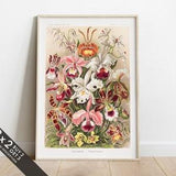 Vintage Orchid Print, Antique Flowers Illustration, Retro Botanical Wall Art, Plants Poster Print