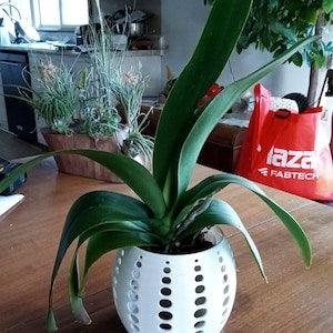 Orchid Cylinder planter