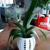 Orchid Cylinder planter