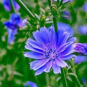 Chicory Seeds (Cichorium intybus) - Perennial Flower - Edible Roots - Coffee Substitute - Zone 3 - 150+ Seeds