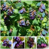 Cerinthe Honey Blue Seeds - Blue Shrimp / Honeywort Flower Seeds / Major Pupurascens / Fast Growing Drought Resistant / Blue Wax Flower