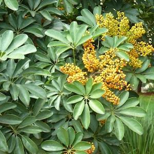Umbrella Tree 15 Seeds
