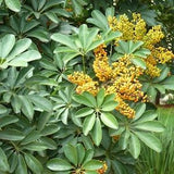 Umbrella Tree 15 Seeds