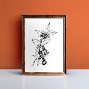 Cattleya Orchid Flower Print, Original Pen Art, Botanical, Wall Decor, Home Decor, Handmade Print, Plant Art