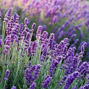 50 LAVENDER 'True English' Seeds (Lavender vera)
